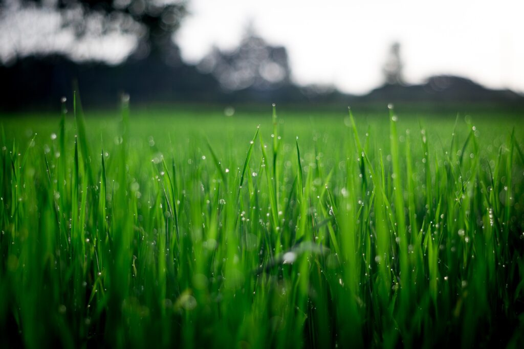 Grass turf